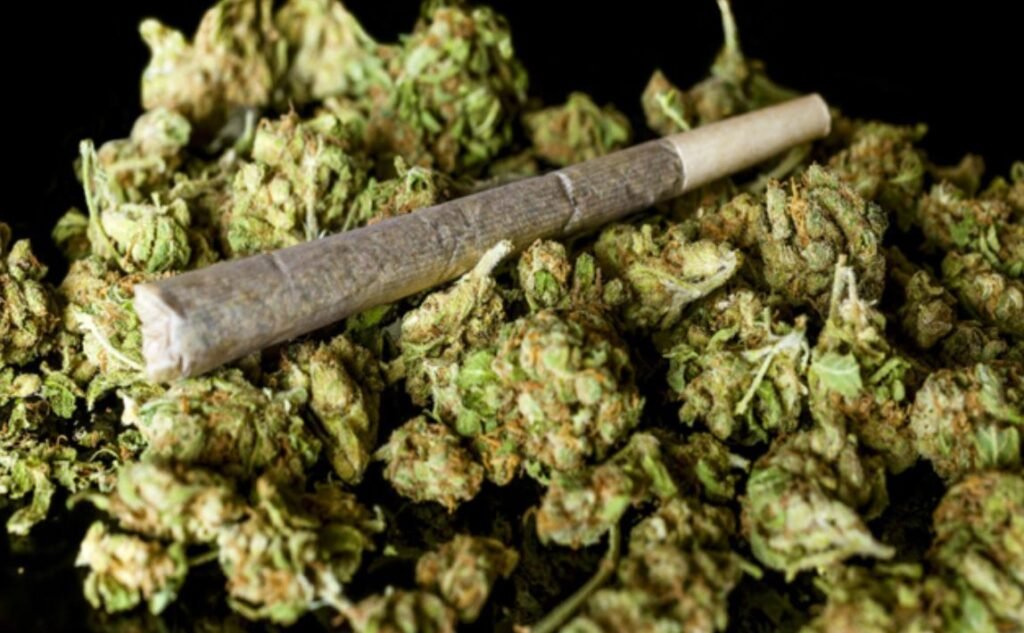 21 kg ganja Madhya Pradesh News: