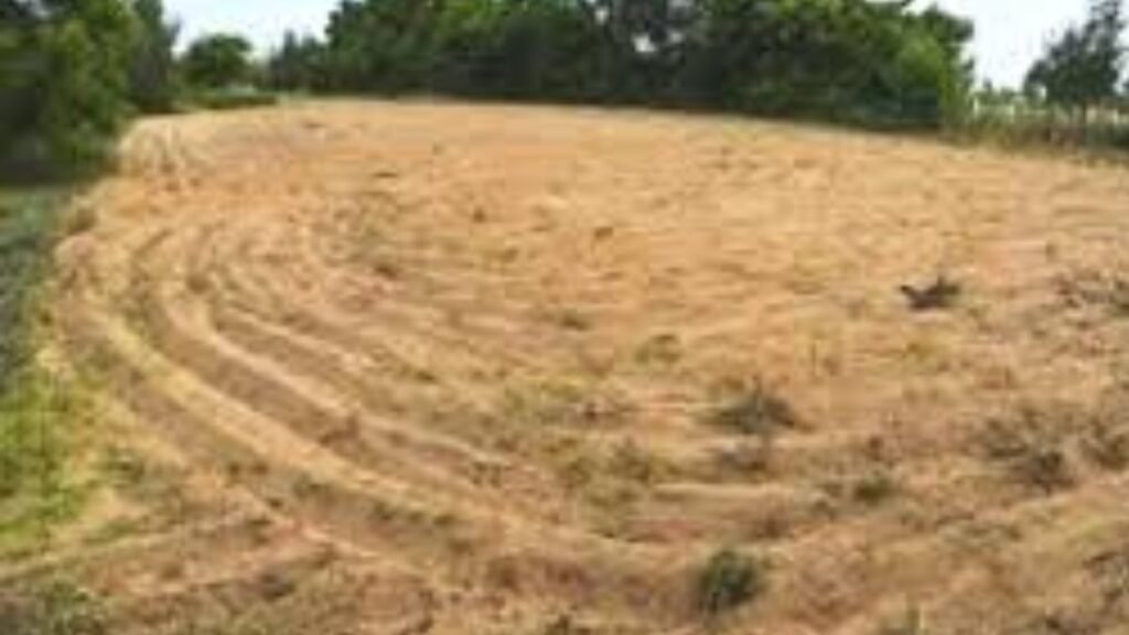 zirakpur-patwari-government-land-scam