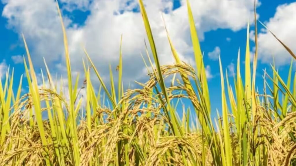 paddy embezzlement allegations