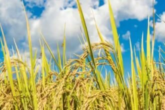 paddy embezzlement allegations