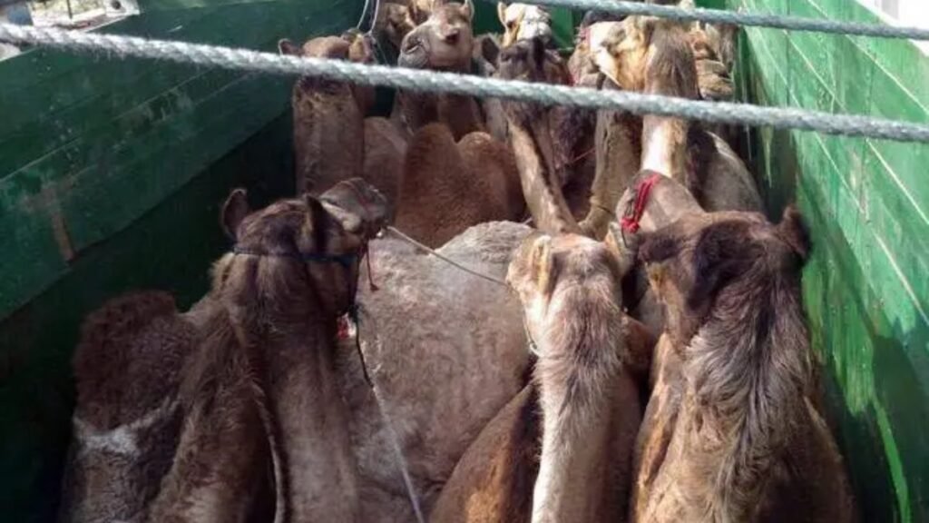 rajasthan-camel-smuggling-busted-gopalganj-police-reveals