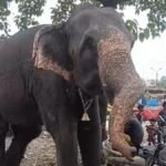 bhopal-elephant-kills-mahout-police-contact-forest-department