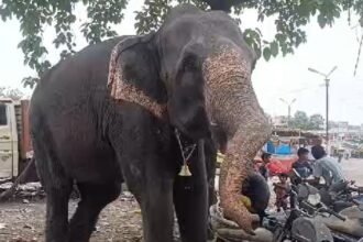 bhopal-elephant-kills-mahout-police-contact-forest-department