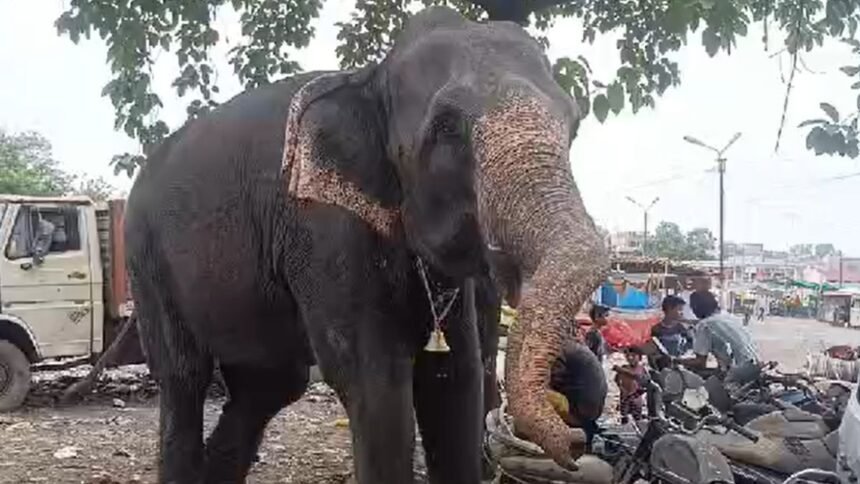 bhopal-elephant-kills-mahout-police-contact-forest-department