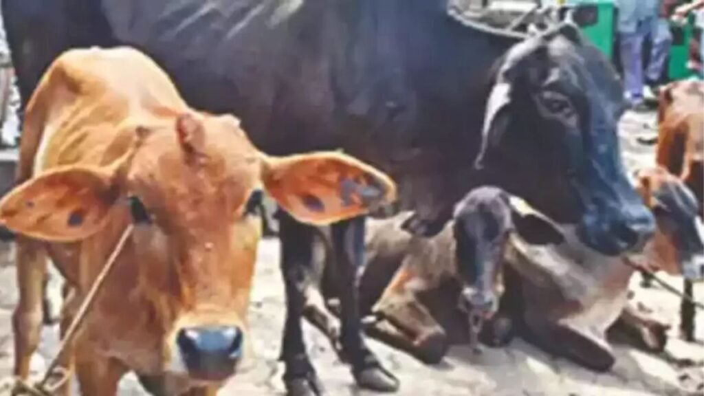 amroha-gaushala-heatwave-cow-deaths-sdm-removed-eo-suspended-fir