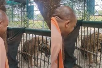 yogi-adityanath-gorakhpur-zoo-lion-pair-entry