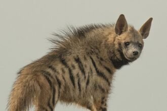 mau-village-hyena-sighting-forest-department-alert