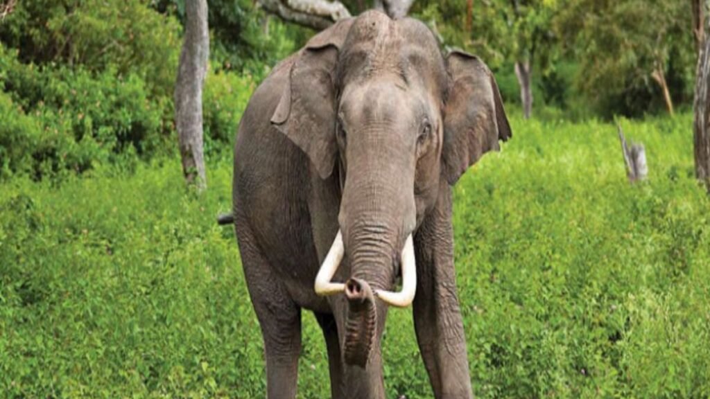 wild elephant in simdega