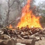 jhansi-wood-fire-brigade-action