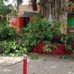 kanpur-bhitargaon-chc-banyan-tree-branch-fall