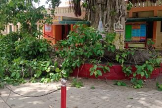 kanpur-bhitargaon-chc-banyan-tree-branch-fall
