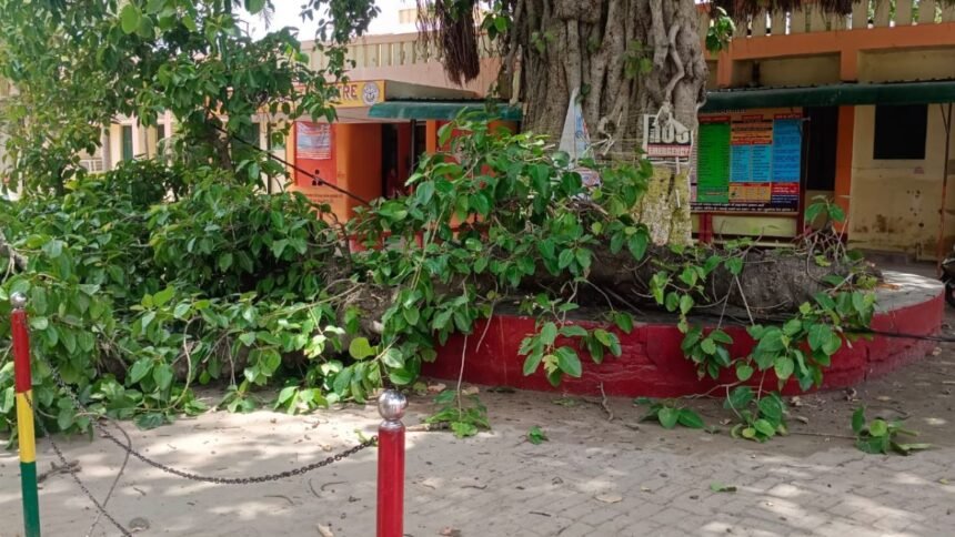 kanpur-bhitargaon-chc-banyan-tree-branch-fall
