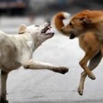 hapur-stray-dogs-attack-100-people