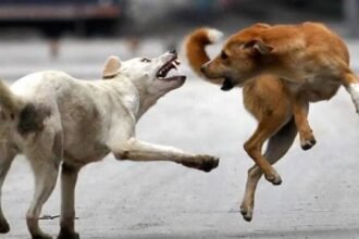 hapur-stray-dogs-attack-100-people