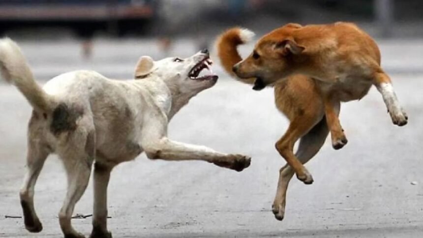 hapur-stray-dogs-attack-100-people