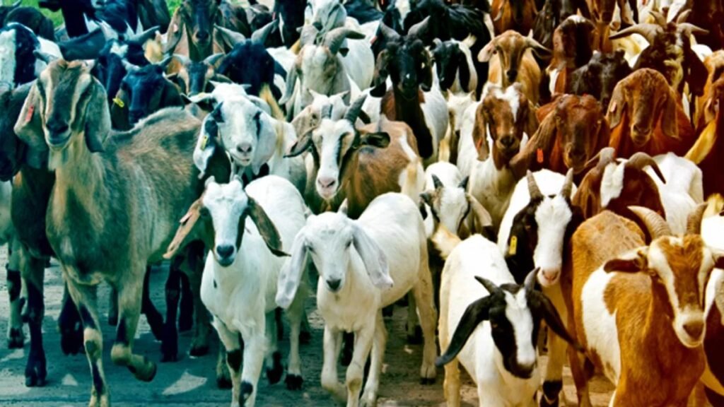 delhi-news-today-jain-community-stops-goat-sacrifice