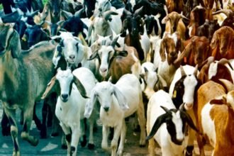 delhi-news-today-jain-community-stops-goat-sacrifice