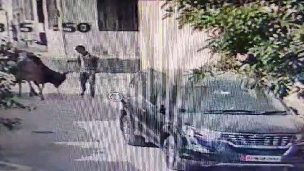 rajasthan news hindi awara sandon ka atank 42 year vyakti ki maut Rajasthan News in Hindi: