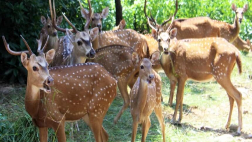 bhadra-deer-deaths