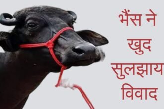 One buffalo two claimant panchayat gives up buffalo itself resolves the dispute