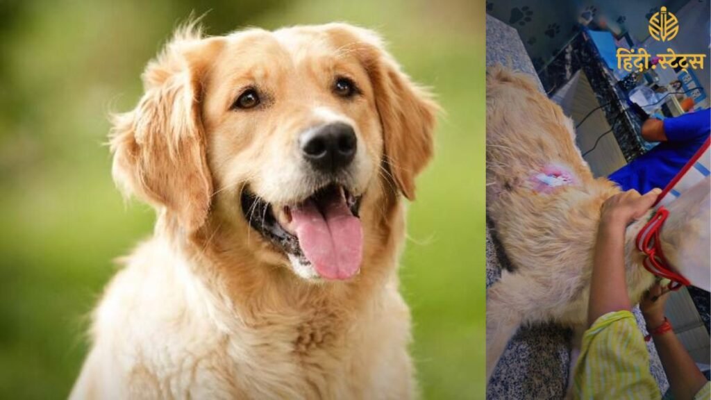 Ghaziabad: पालतू कुत्तों ने माँ-बेटी की जान बचाई