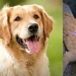 Ghaziabad: पालतू कुत्तों ने माँ-बेटी की जान बचाई