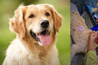 Ghaziabad: पालतू कुत्तों ने माँ-बेटी की जान बचाई