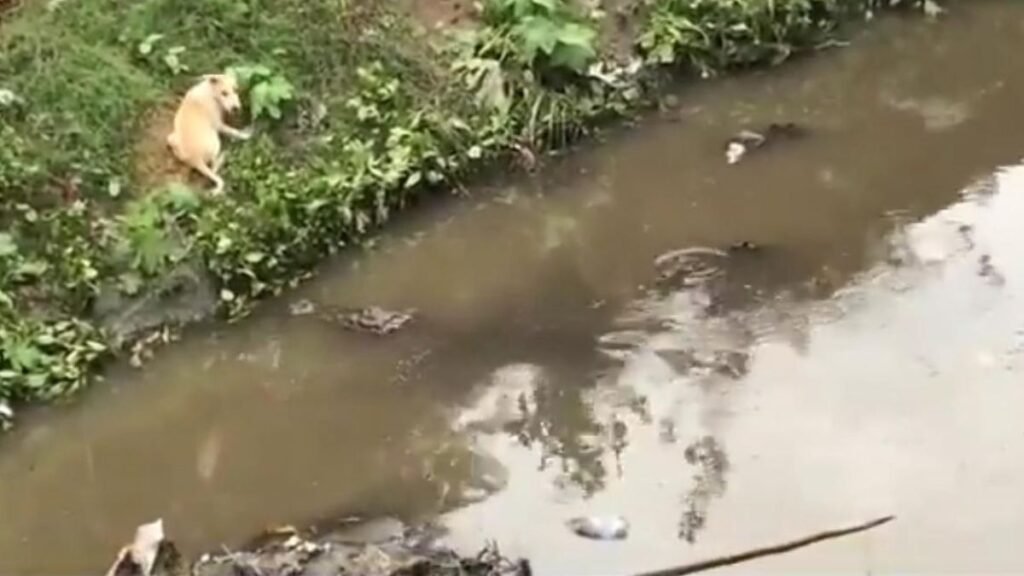 Gujarat News Vadodara Gujarat News: