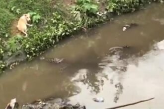 Gujarat News Vadodara Gujarat News: