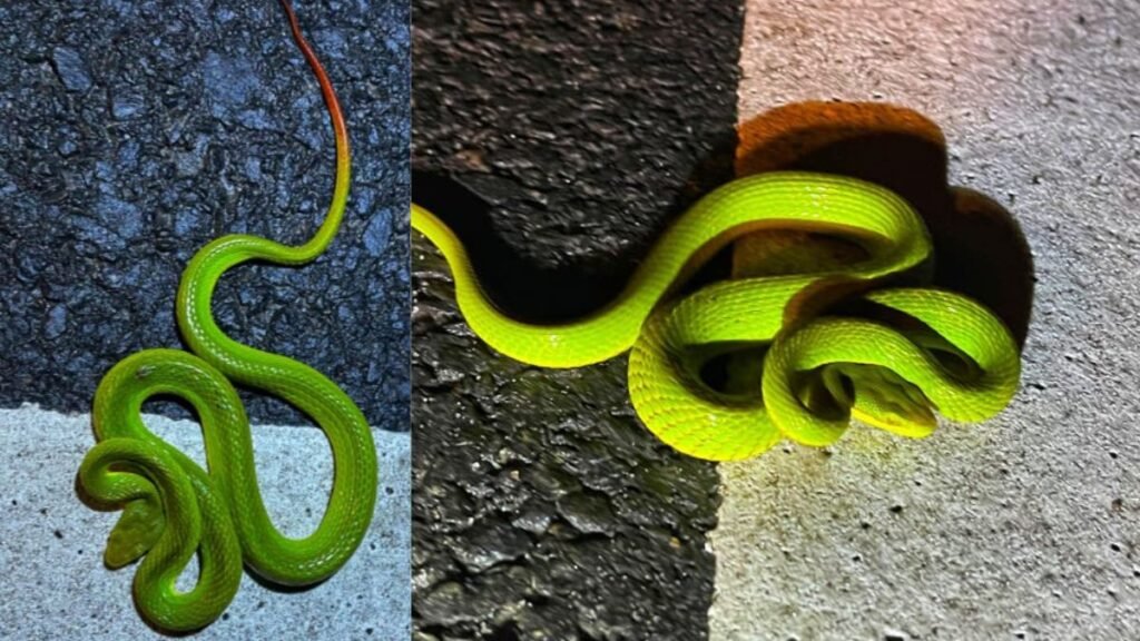 Assam: Real-life Harry Potter snake Salazar pit viper found in Kaziranga, see pics