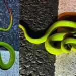 Assam: Real-life Harry Potter snake Salazar pit viper found in Kaziranga, see pics