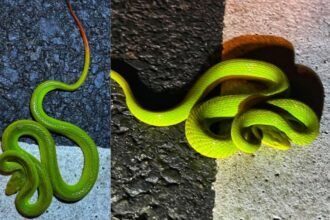 Assam: Real-life Harry Potter snake Salazar pit viper found in Kaziranga, see pics
