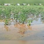 Haryana News करनाल में मानसून की पहली बारिश से गर्मी से राहत, किसानों के लिए वरदान साबित