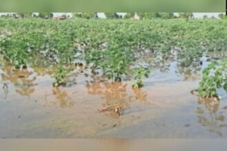 Haryana News करनाल में मानसून की पहली बारिश से गर्मी से राहत, किसानों के लिए वरदान साबित