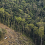 Jangal में बकरियां चरा रहे युवक की ट्रेन की चपेट में आने से मौत, परिजनों में मचा हड़कंप