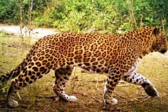 leopard-attack-15-year-old-girl-dies-pilana-village-bijnor