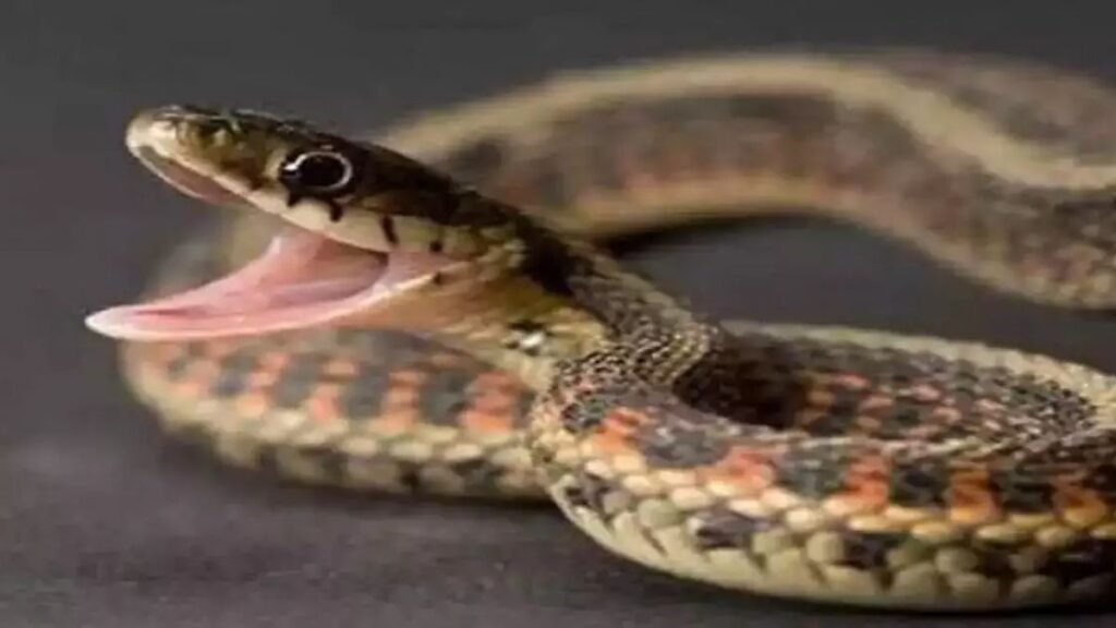 Panic-after-finding-26-Russell-Viper-snakes-in-Dhakrani-village-of-Vikasnagar-