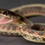 Panic-after-finding-26-Russell-Viper-snakes-in-Dhakrani-village-of-Vikasnagar-