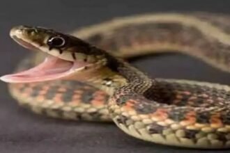 Panic-after-finding-26-Russell-Viper-snakes-in-Dhakrani-village-of-Vikasnagar-