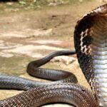 Bihar Snake Bites Man and Man Bit Back Three Times Who died