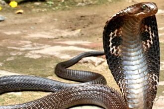 Bihar Snake Bites Man and Man Bit Back Three Times Who died