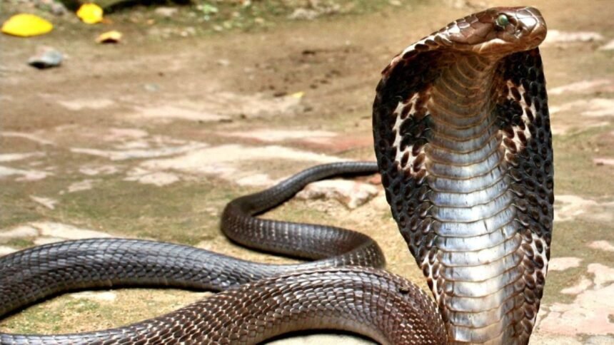 Bihar Snake Bites Man and Man Bit Back Three Times Who died