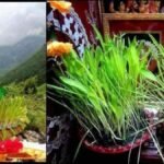 harela-festival-tree-plantation-almora-forest-division