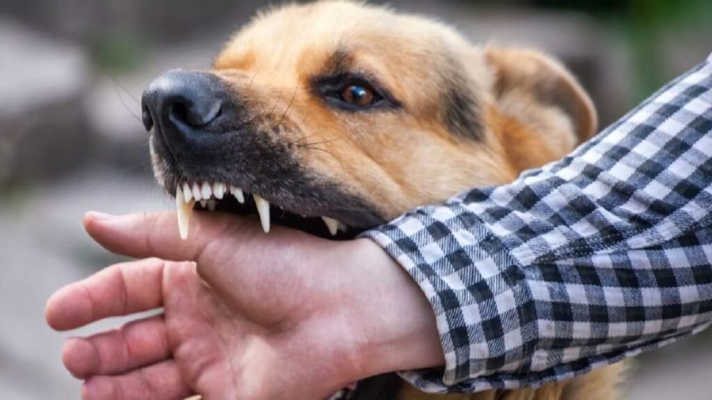 three-year-old-death-dog-bite-ghaziabad