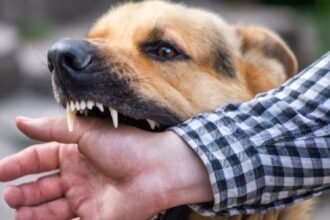 three-year-old-death-dog-bite-ghaziabad