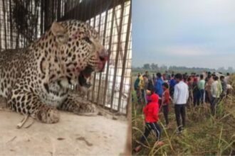"bijnor-guldar-terror-forest-department-captures-leopard"
