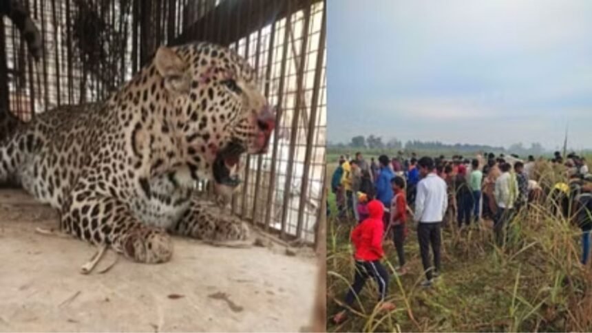 "bijnor-guldar-terror-forest-department-captures-leopard"