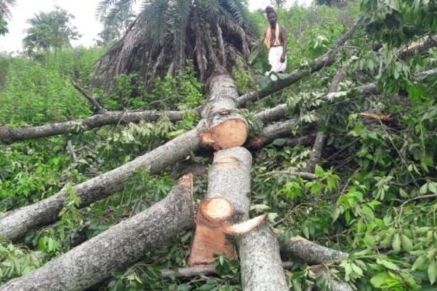 agra-wood-mafia-tree-cutting-pinhat-area-action