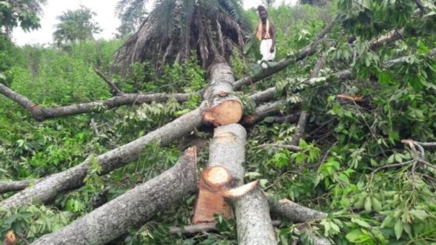 agra-wood-mafia-tree-cutting-pinhat-area-action