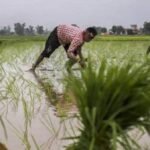 "karnal-monsoon-first-rain-relief-farmers-benefit"